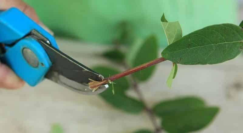 We propagate honeysuckle by cuttings - the easiest way!