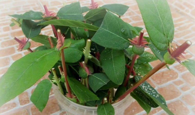 We propagate honeysuckle by cuttings - the easiest way!