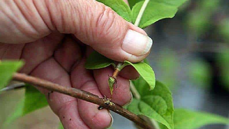 We propagate honeysuckle by cuttings - the easiest way!