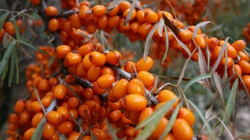 Variety of types and varieties of sea buckthorn
