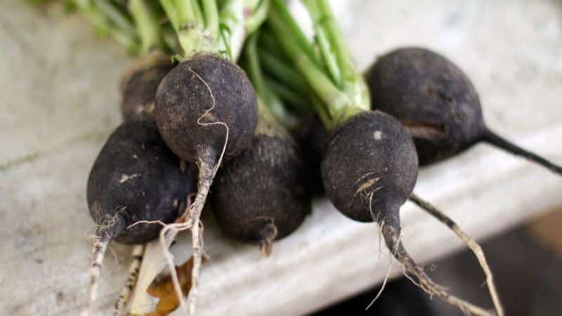 The difference between turnips and radishes