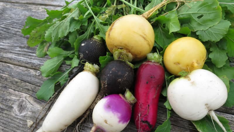 The difference between turnips and radishes