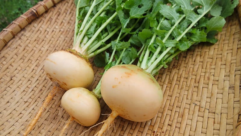 The difference between turnips and radishes