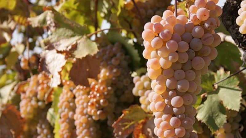 What are autochthonous grape varieties and which ones are the most popular?