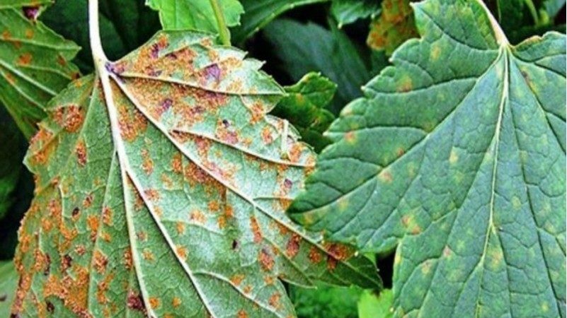How to deal with rust on currants and prevent its occurrence