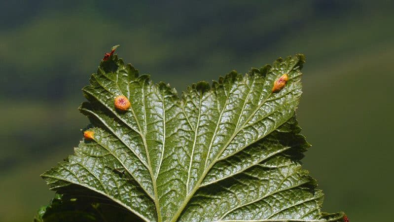 How to deal with rust on currants and prevent its occurrence