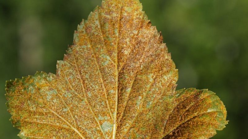 How to deal with rust on currants and prevent its occurrence