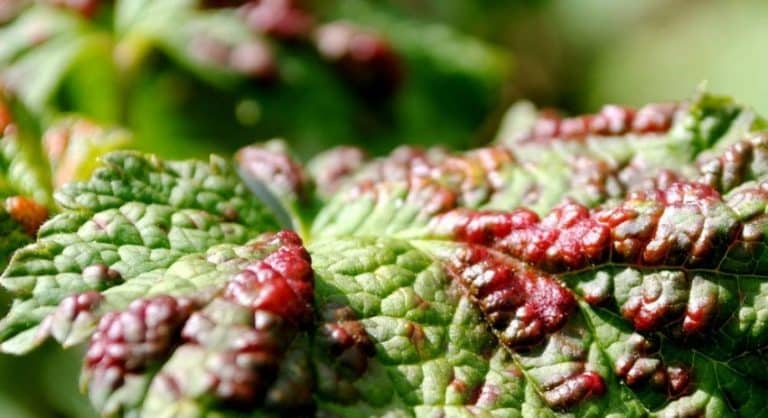 How to deal with rust on currants and prevent its occurrence