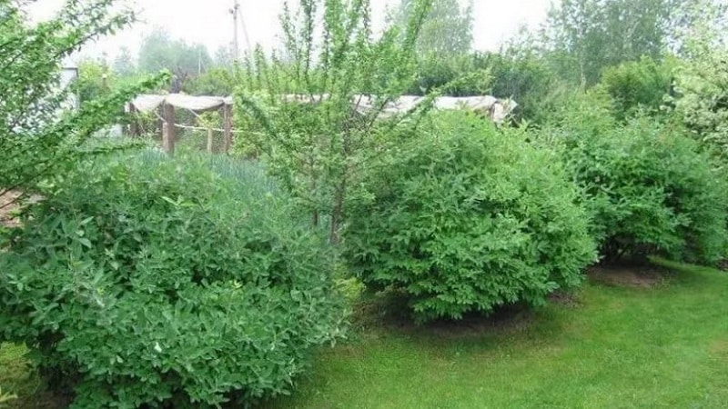 What can honeysuckle be planted next to and why is it important?