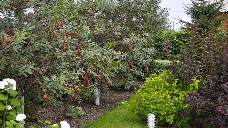 What can honeysuckle be planted next to and why is it important?