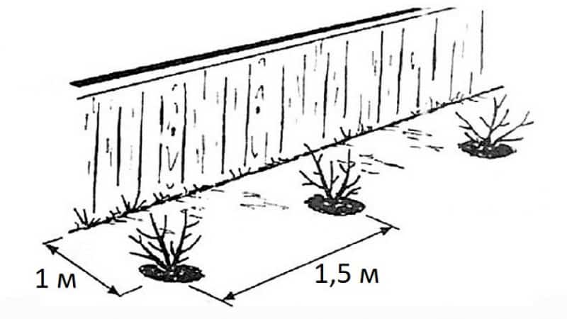 Planting honeysuckle in open ground and caring for it