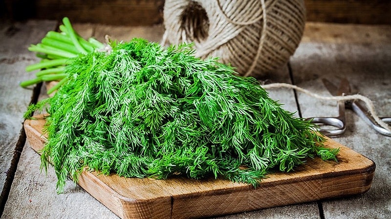 Dill for cleansing the brain: how to take it and contraindications