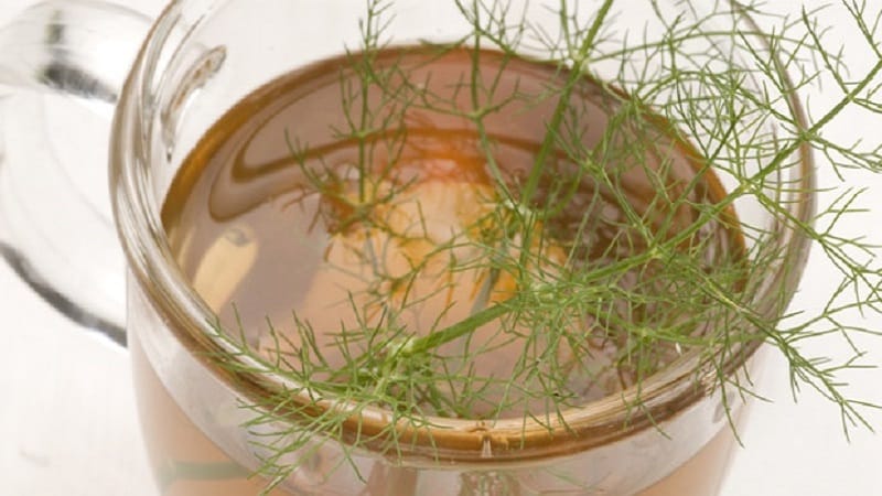 Dill for cleansing the brain: how to take it and contraindications