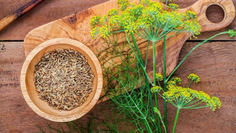 Dill for cleansing the brain: how to take it and contraindications