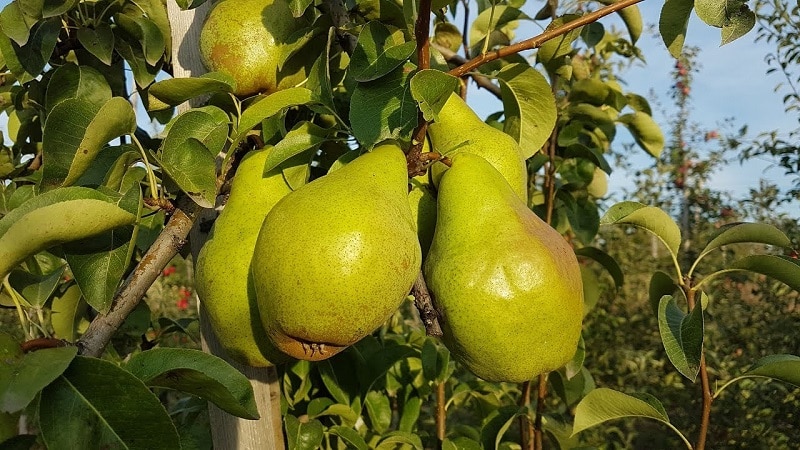 The sweetest and juiciest varieties of pears