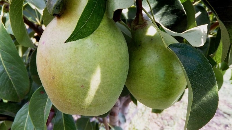 The sweetest and juiciest varieties of pears