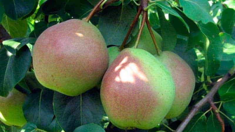 The sweetest and juiciest varieties of pears