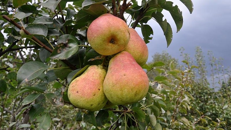The sweetest and juiciest varieties of pears