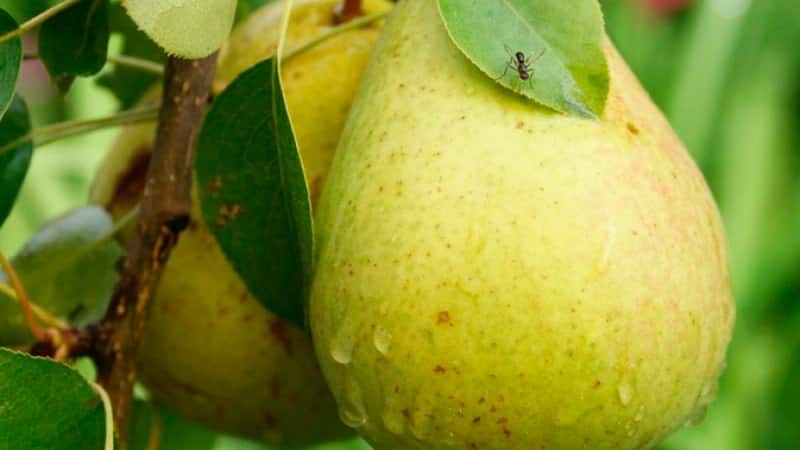 The sweetest and juiciest varieties of pears
