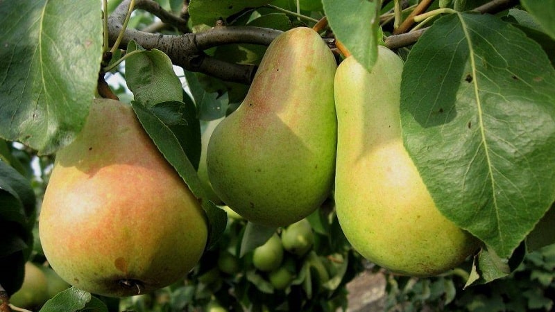 The sweetest and juiciest varieties of pears