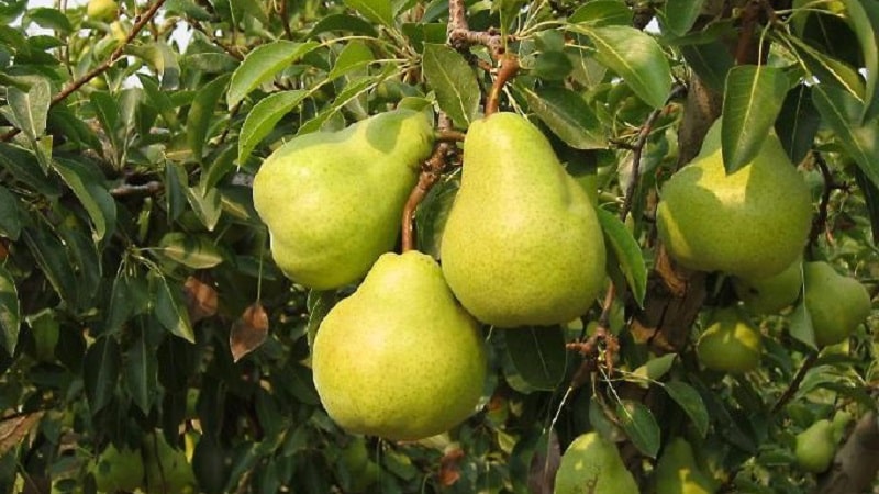The sweetest and juiciest varieties of pears