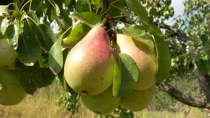The sweetest and juiciest varieties of pears