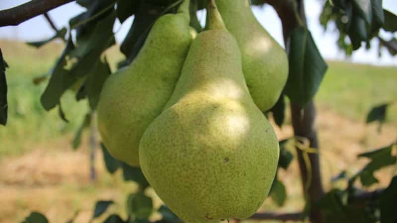 The sweetest and juiciest varieties of pears