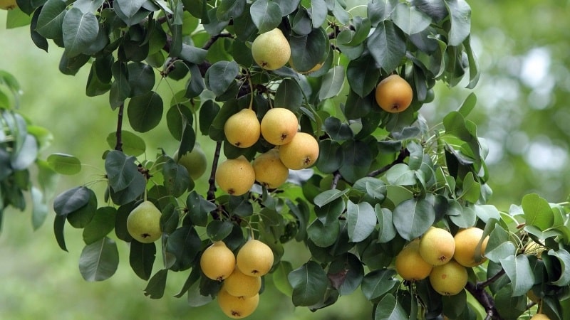 The sweetest and juiciest varieties of pears