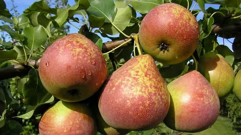 The sweetest and juiciest varieties of pears