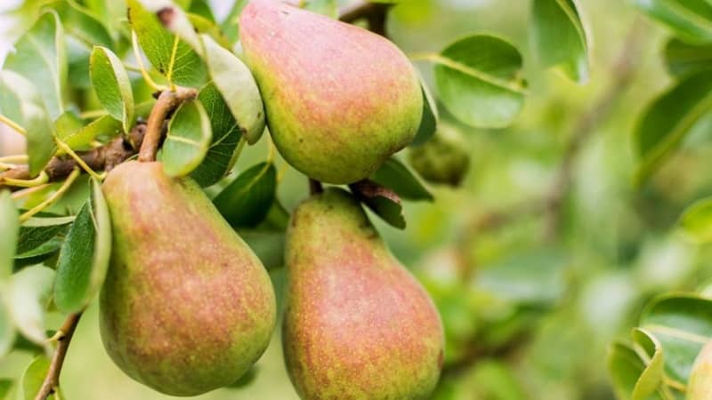 The sweetest and juiciest varieties of pears