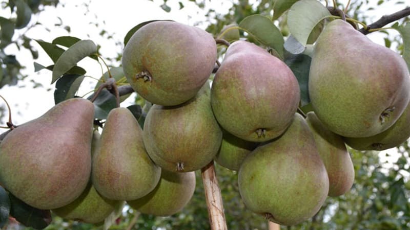 The sweetest and juiciest varieties of pears