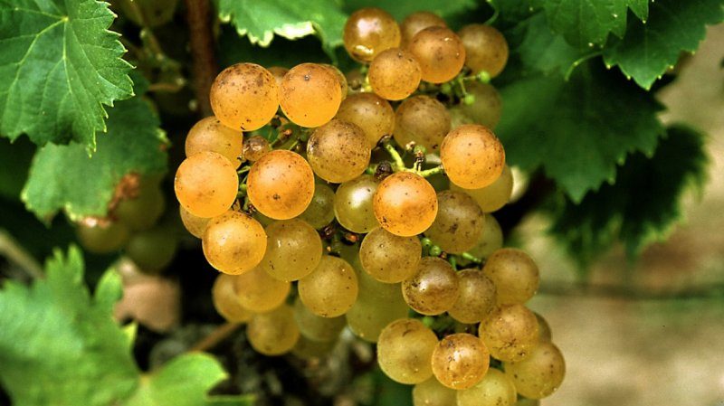 What French and Kuban grape varieties are cognac made from?
