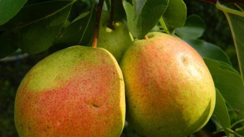 The best summer pear varieties: description and characteristics