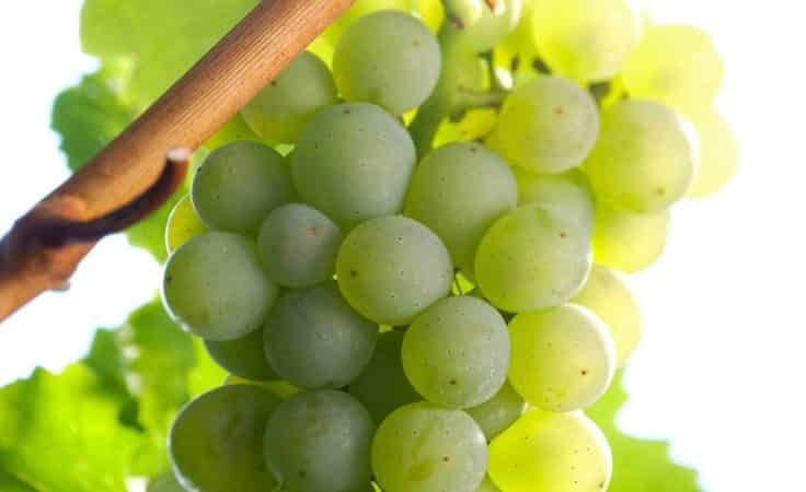 What French and Kuban grape varieties are cognac made from?