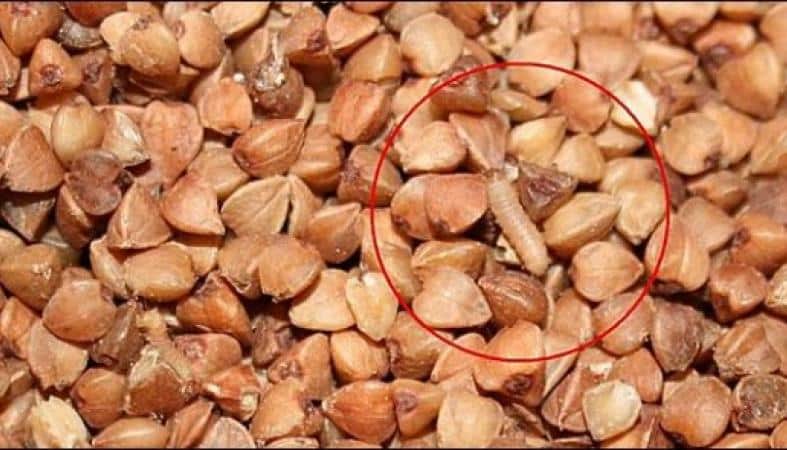 How long can buckwheat be stored at home?