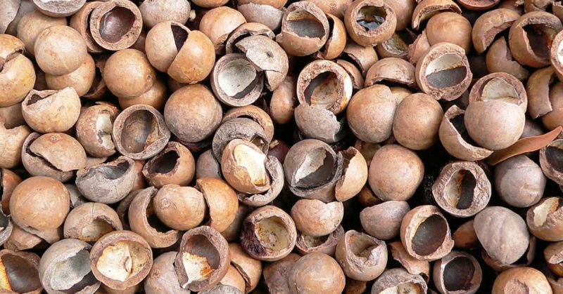 Macadamia nut shell - beneficial properties and uses