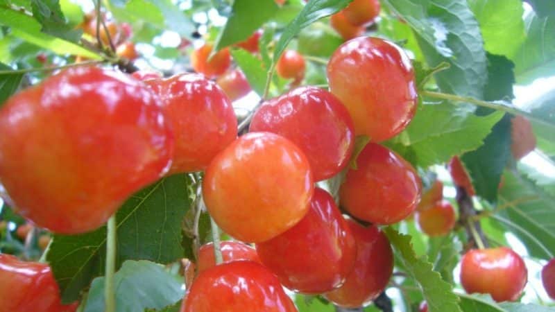 Fatezh cherry variety suitable for growing in Central Russia