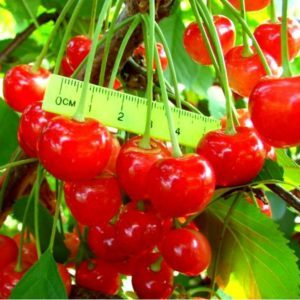 Fatezh cherry variety suitable for growing in Central Russia