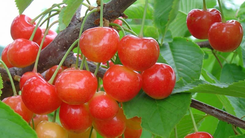 Fatezh cherry variety suitable for growing in Central Russia