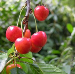 Fatezh cherry variety suitable for growing in Central Russia
