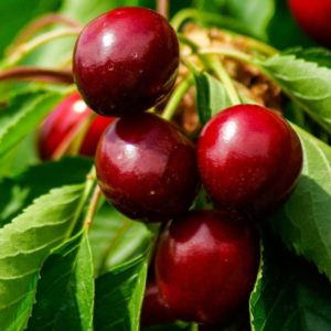 A young, but gaining popularity among gardeners, cherry variety Revna