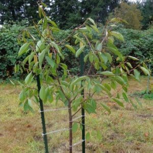 A young, but gaining popularity among gardeners, cherry variety Revna