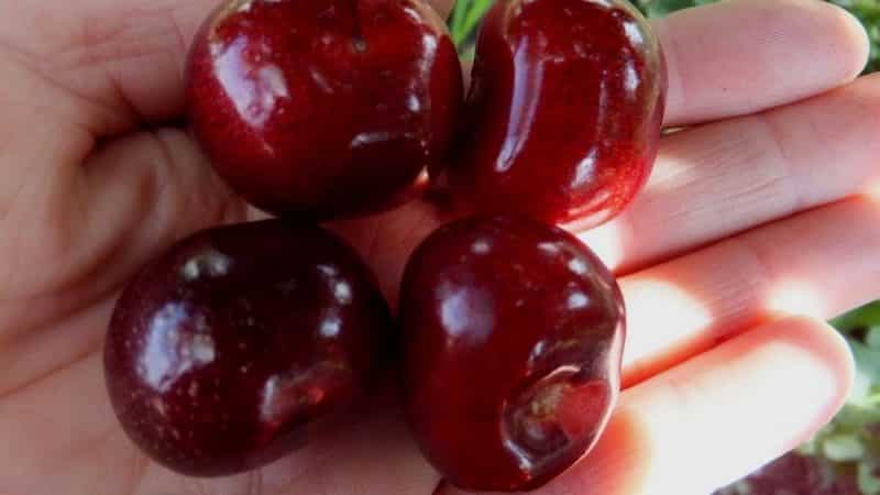 Weather-resistant variety of Vasilisa cherry with large and tasty berries