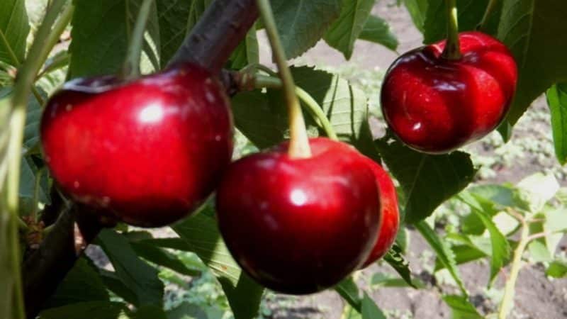 Weather-resistant variety of Vasilisa cherry with large and tasty berries
