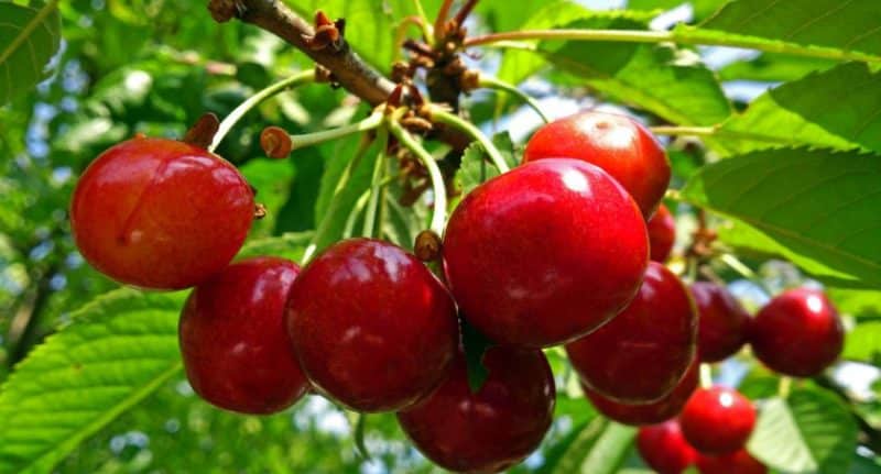 Weather-resistant variety of Vasilisa cherry with large and tasty berries