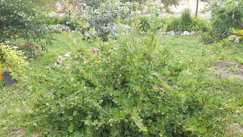 Crop rotation rules in the garden: what can be planted next to blackcurrants