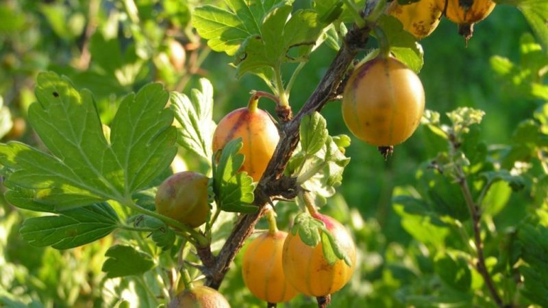 Thornless sweet and sour gooseberry variety Russian yellow