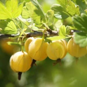 Thornless sweet and sour gooseberry variety Russian yellow
