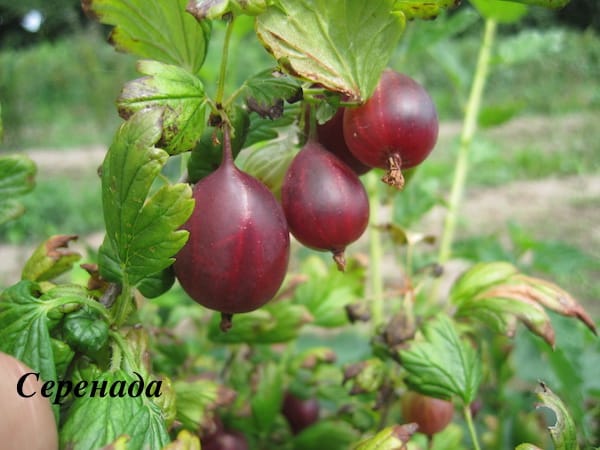 Large-fruited delicious gooseberry variety Serenada