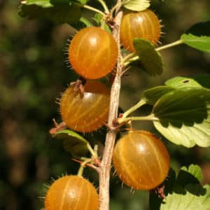 Sweet frost-resistant gooseberry variety Yantarny